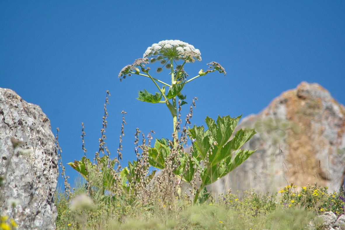 Изображение особи род Heracleum.