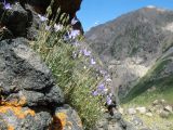 Campanula alberti