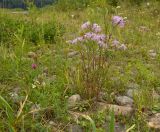 Dianthus superbus