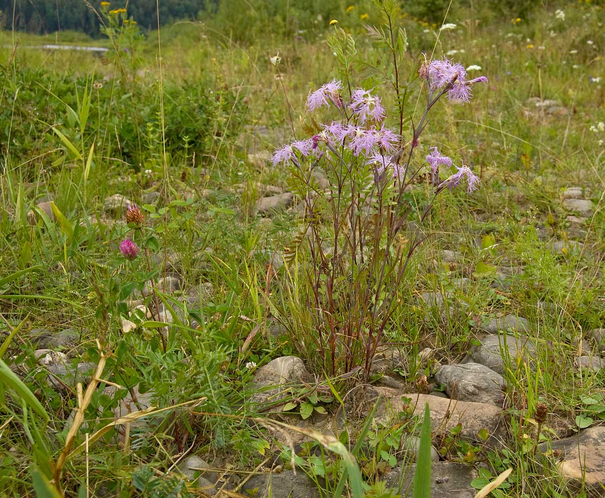 Изображение особи Dianthus superbus.