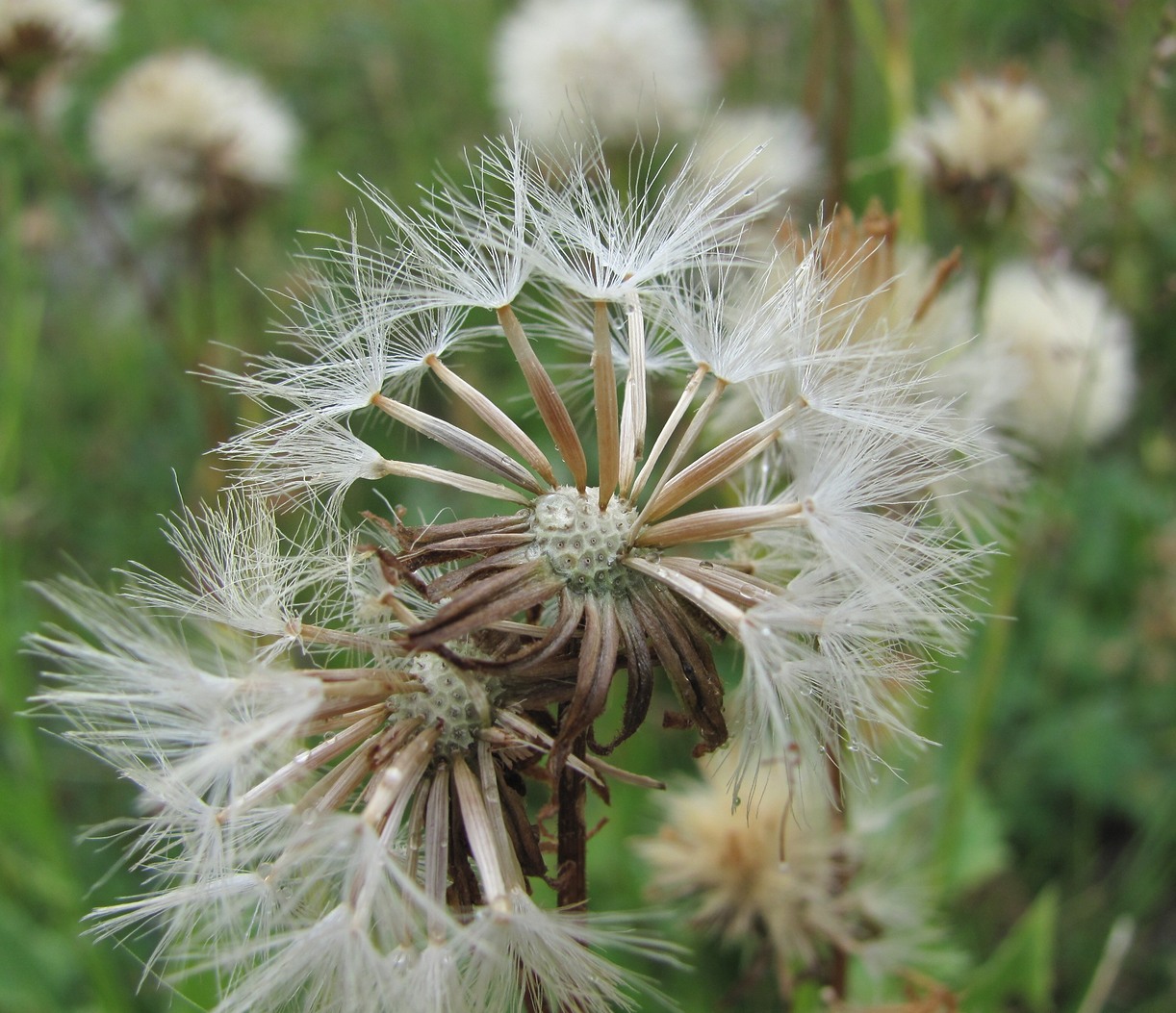 Image of Senecio taraxacifolius specimen.