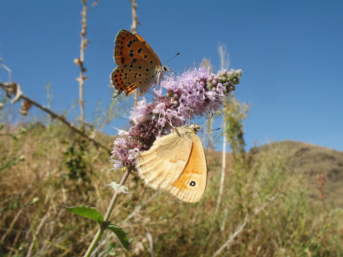 Image of Mentha asiatica specimen.