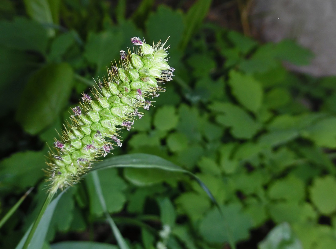 Image of Setaria pumila specimen.