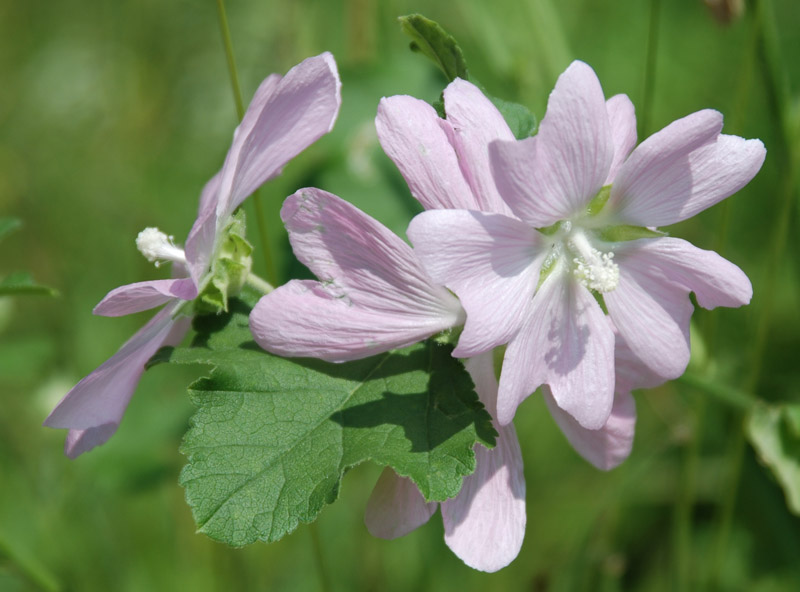 Image of Malva thuringiaca specimen.