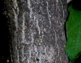 Image of taxon representative. Author is Сергей Наумов