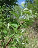 Salix caprea. Верхушка ветви с молодыми побегами. Окр. Архангельска, окраина небольшого леса. 03.06.2012.