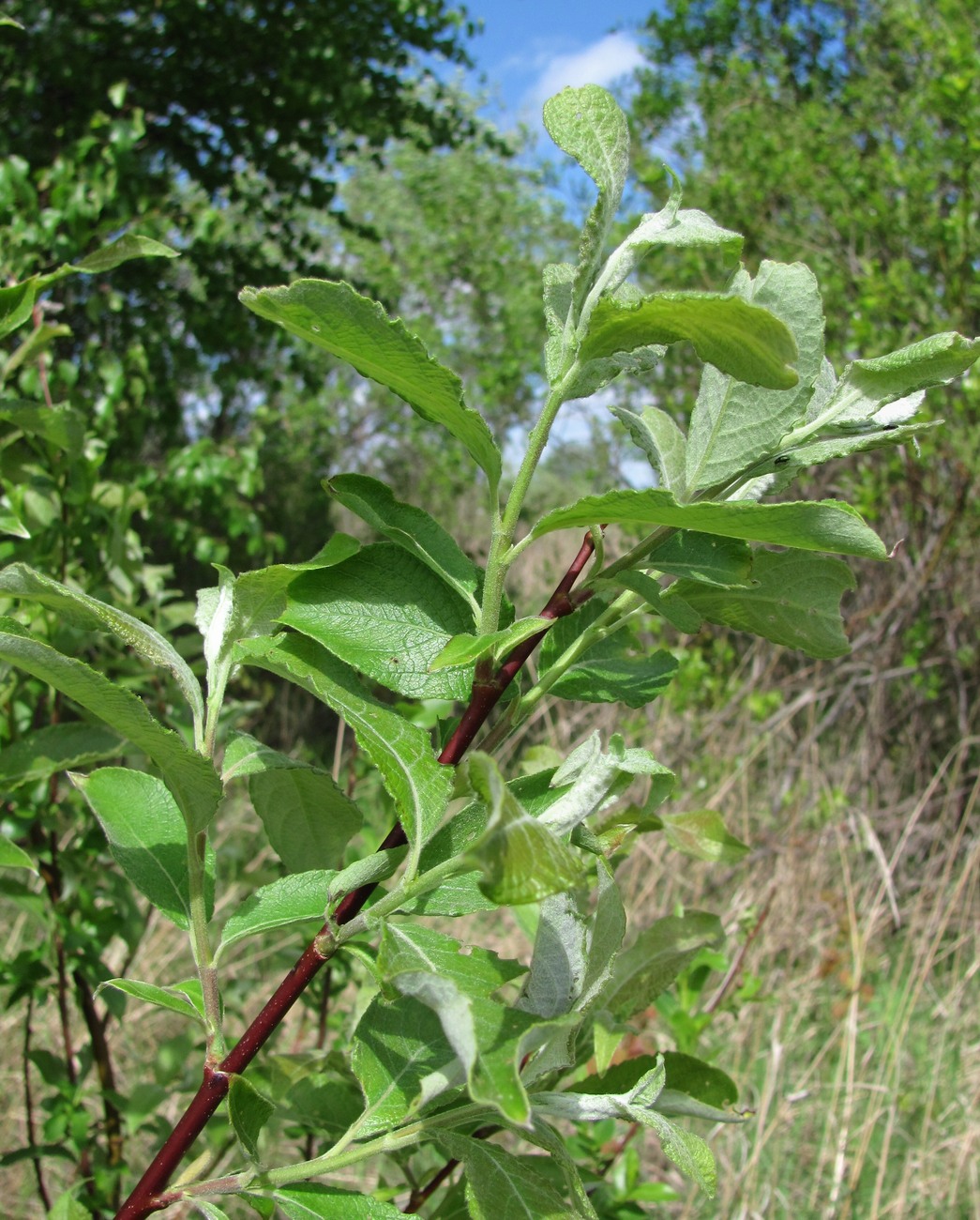 Image of Salix caprea specimen.
