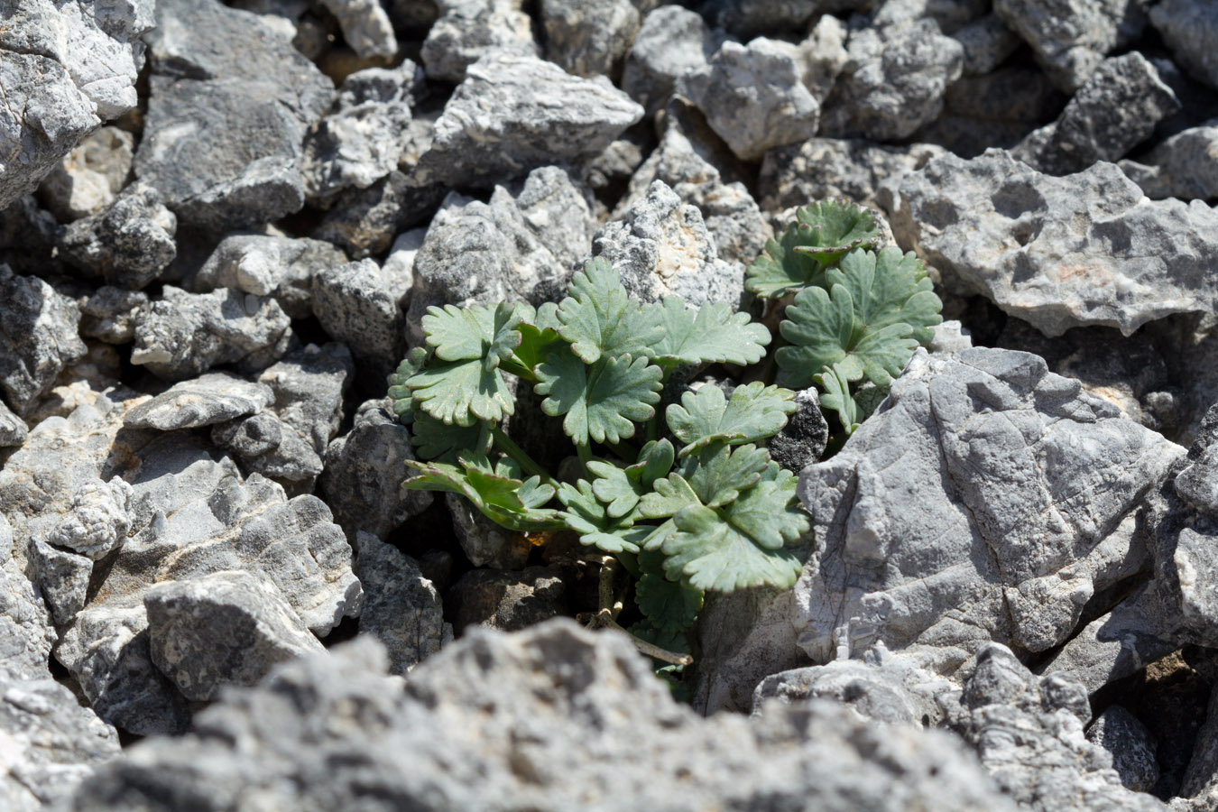 Изображение особи Ormosolenia alpina.