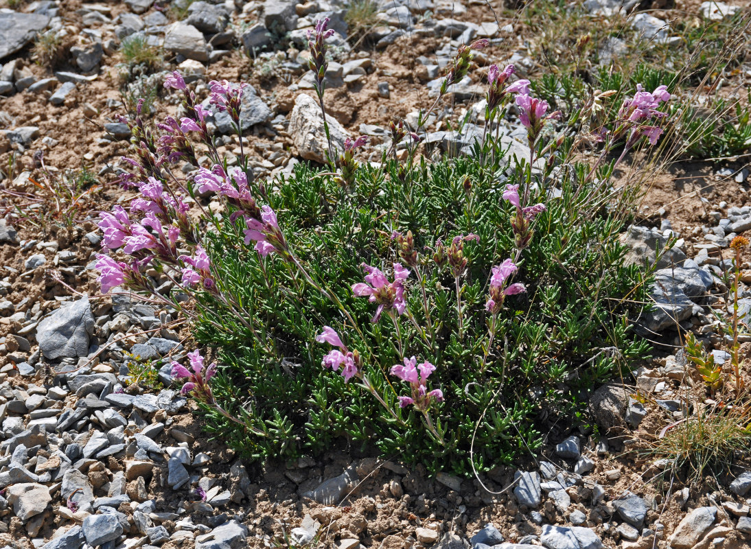 Изображение особи Dracocephalum scrobiculatum.