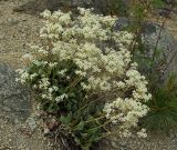 Micranthes punctata