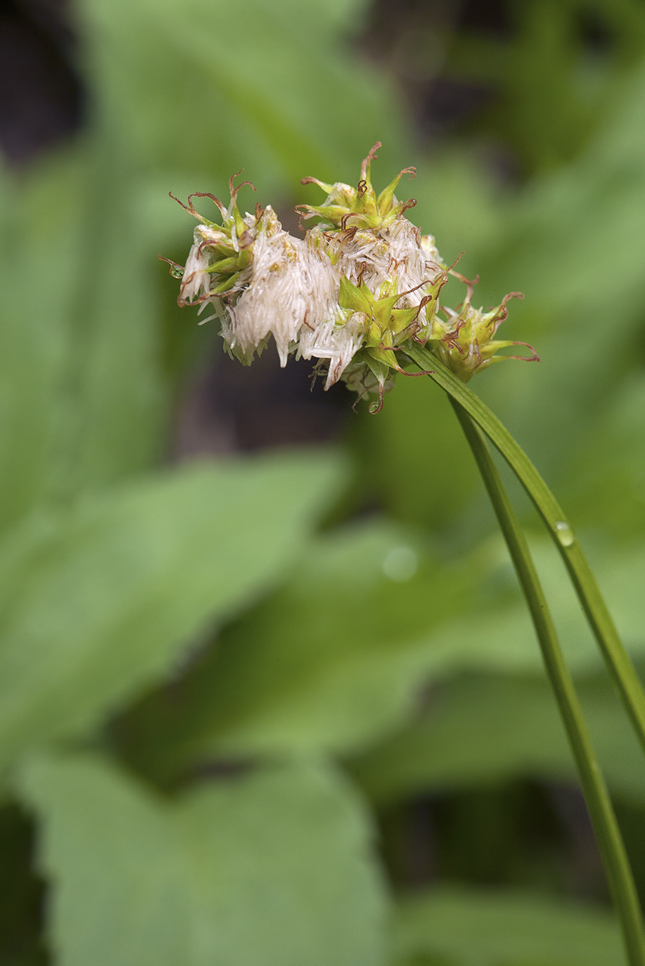 Image of Carex pallida specimen.