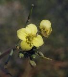 Diplotaxis tenuifolia. Верхушка цветущего растения с отдыхающей мухой. Крым, Сакский р-н, окр. пос. Прибрежное, клумба, сорное. 09.08.2017.