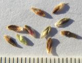 Saxifraga unifoveolata