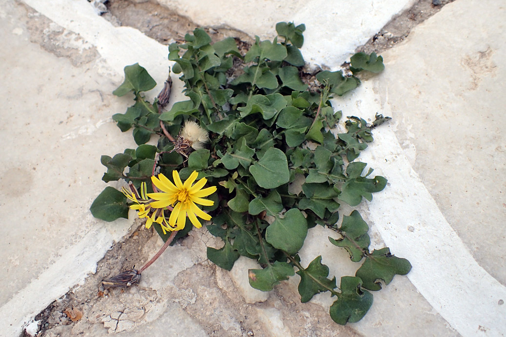 Image of genus Taraxacum specimen.