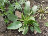 Eryngium planum