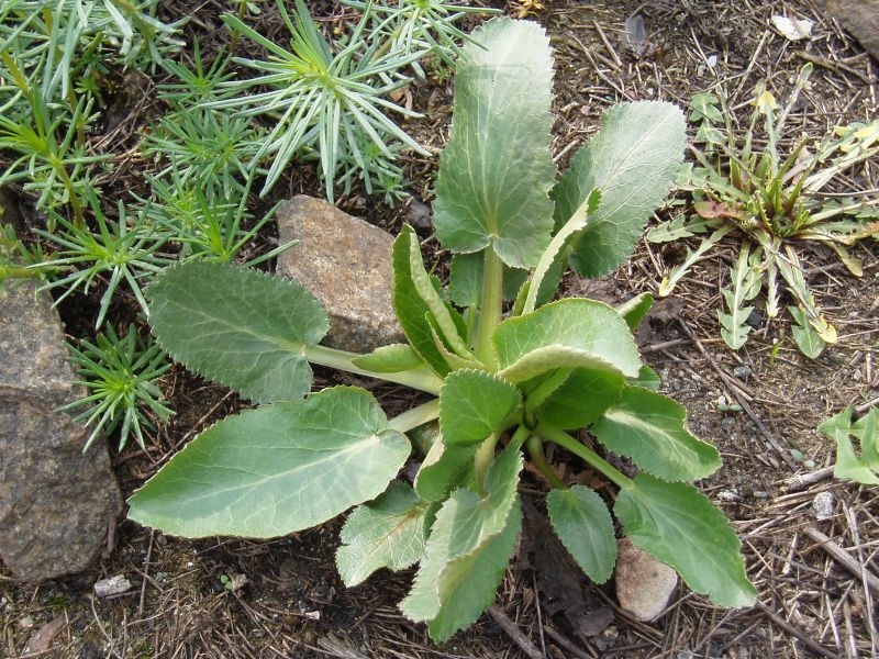 Изображение особи Eryngium planum.