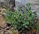 Lophanthus chinensis. Цветущее растение. Монголия, аймак Туве, окр. г. Эрдэнэсант, ≈ 1400 м н.у.м., сухой склон у подножия скалы. 01.06.2017.