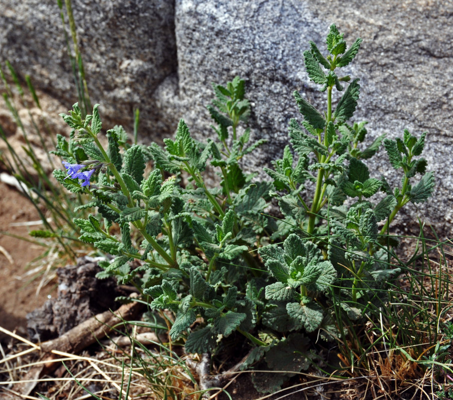 Изображение особи Lophanthus chinensis.