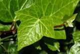 род Hedera