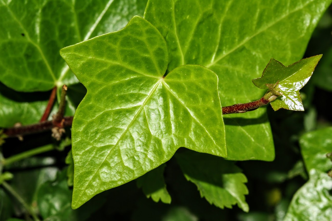 Изображение особи род Hedera.