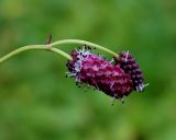 Sanguisorba tenuifolia. Верхушка побега с соцветиями. Камчатский край, Елизовский р-н, горный массив Вачкажец, берег второго озера. 18.08.2016.