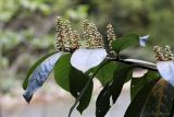 Lauro-cerasus officinalis. Часть ветви с бутонизирующими соцветиями. Краснодарский край, г. Сочи, окр. мкр-на Хоста, тисо-самшитовая роща. 13.04.2013.