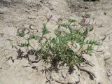 Astragalus bakaliensis