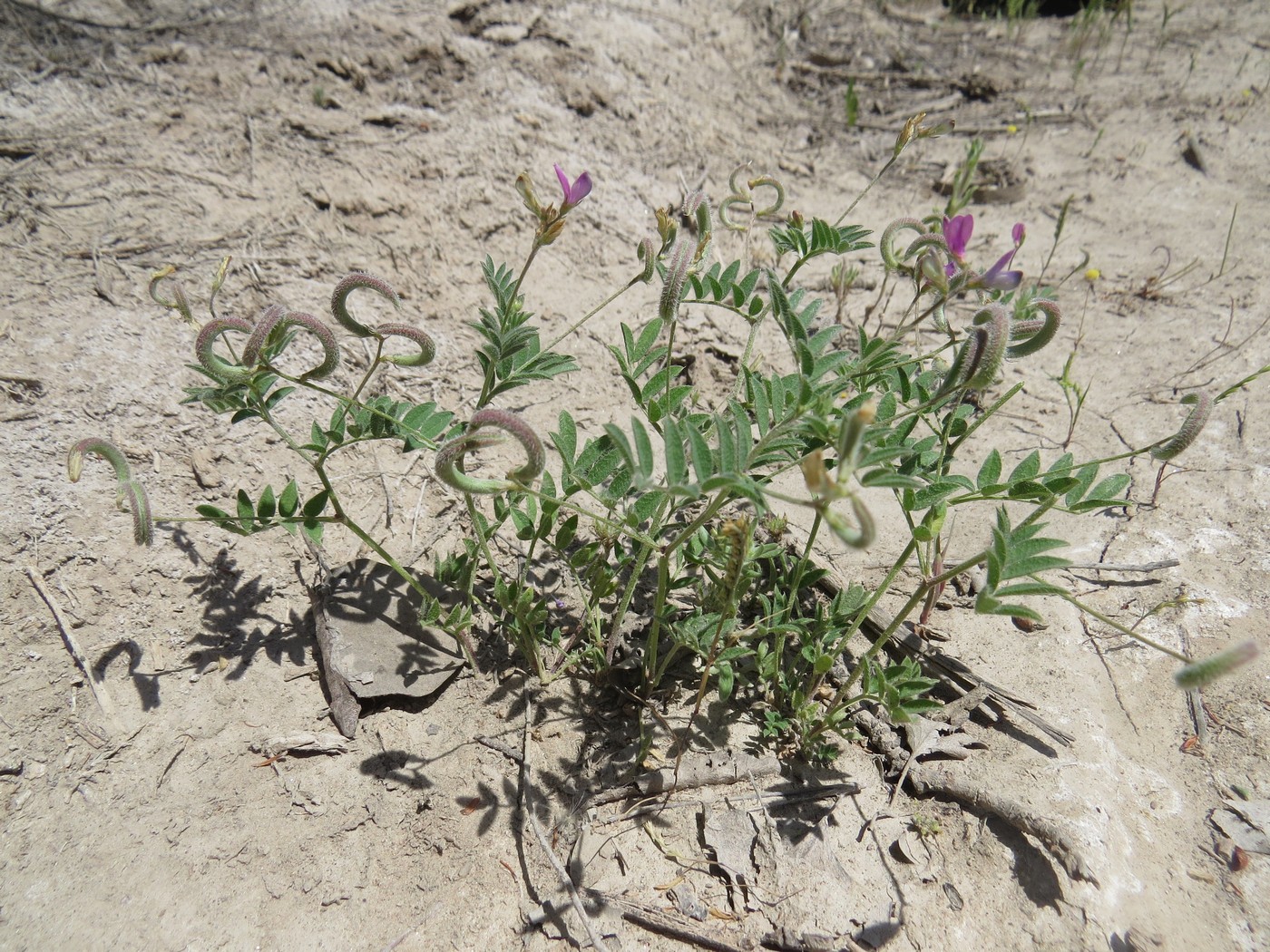 Изображение особи Astragalus bakaliensis.