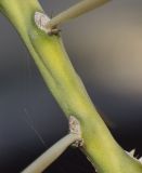 Cylindropuntia leptocaulis. Часть ветки с основаниями побегов. Израиль, Шарон, г. Тель-Авив, ботанический сад \"Сад кактусов\". 08.01.2018.