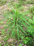 genus Artemisia. Молодое растение. Хабаровск, ул. Монтажная, 15, дворовая территория. 04.06.2016.