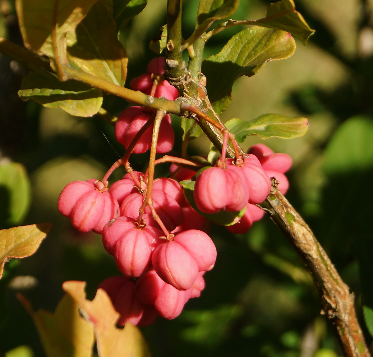 Изображение особи Euonymus europaeus.