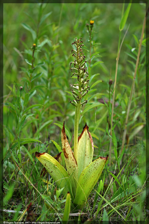 Изображение особи Orchis militaris.