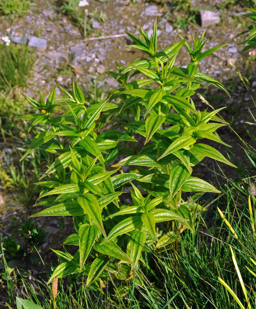 Изображение особи Gentiana schistocalyx.