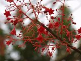 Brachychiton acerifolius. Часть ветви с соцветиями. Австралия, северо-восточный Квинсленд, национальный парк Дейнтри, территория туристического лагеря. Конец сухого сезона (сезон gurreng). 03.10.2009.