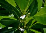 Scaevola taccada