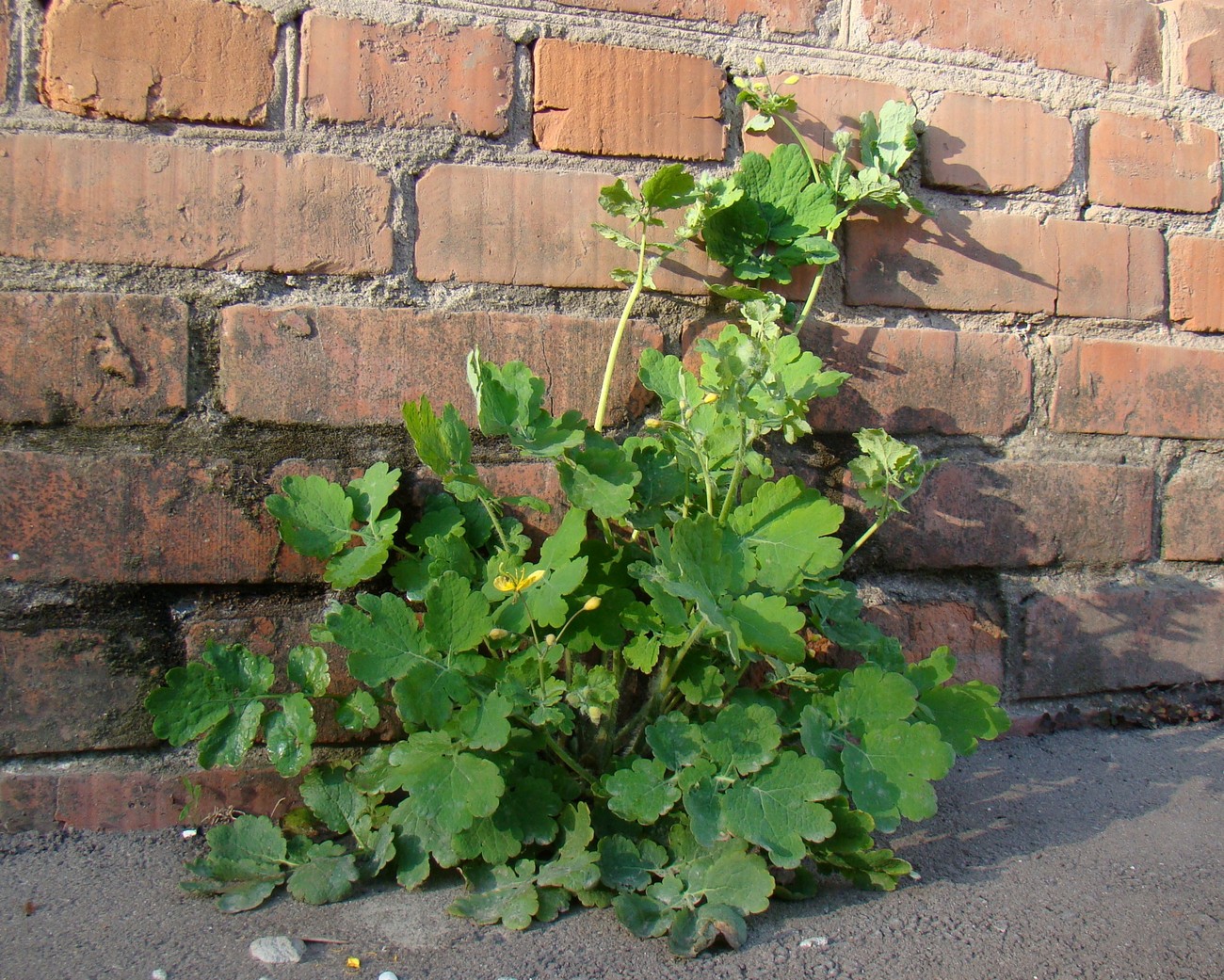 Image of Chelidonium majus specimen.