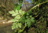 Geranium robertianum. Листья. Краснодарский край, Абинский р-н, окр. станицы Шапсугская, склон горы Лысая (678), один из правых притоков р. Абин, протекающий в глубоком ущелье; на скале, поросшей мхом. 08.04.2018.