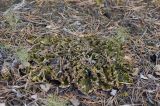 Peltigera