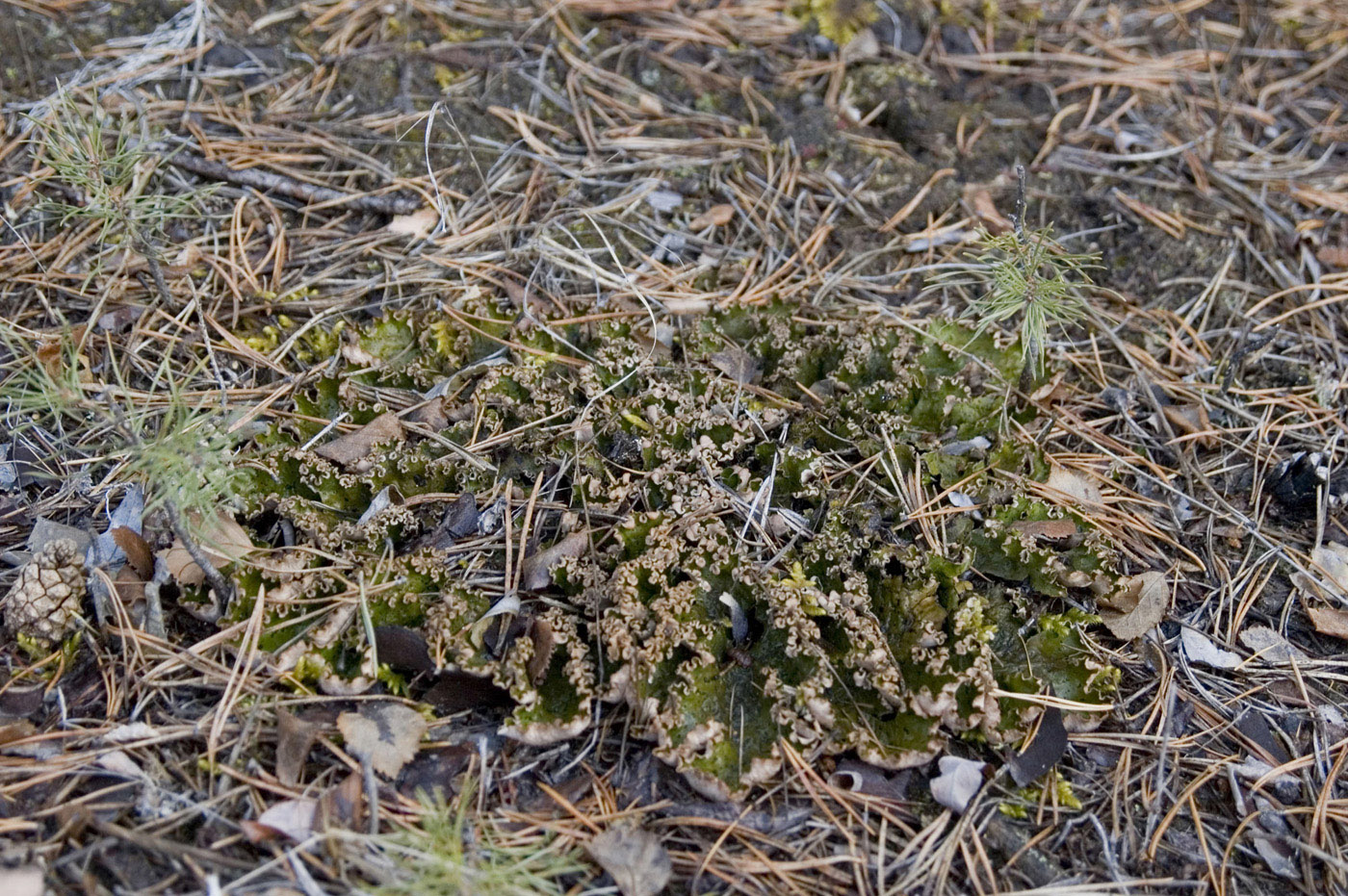 Image of genus Peltigera specimen.