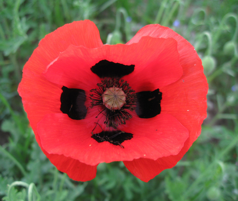 Image of Papaver commutatum specimen.