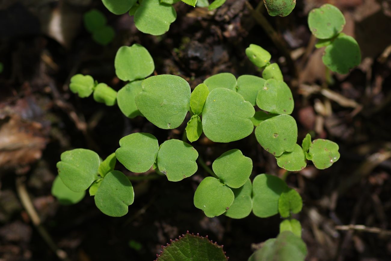 Image of Impatiens noli-tangere specimen.