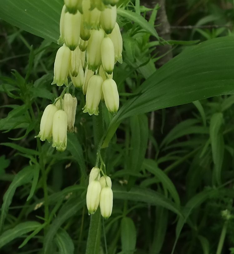 Image of Polygonatum hirtum specimen.