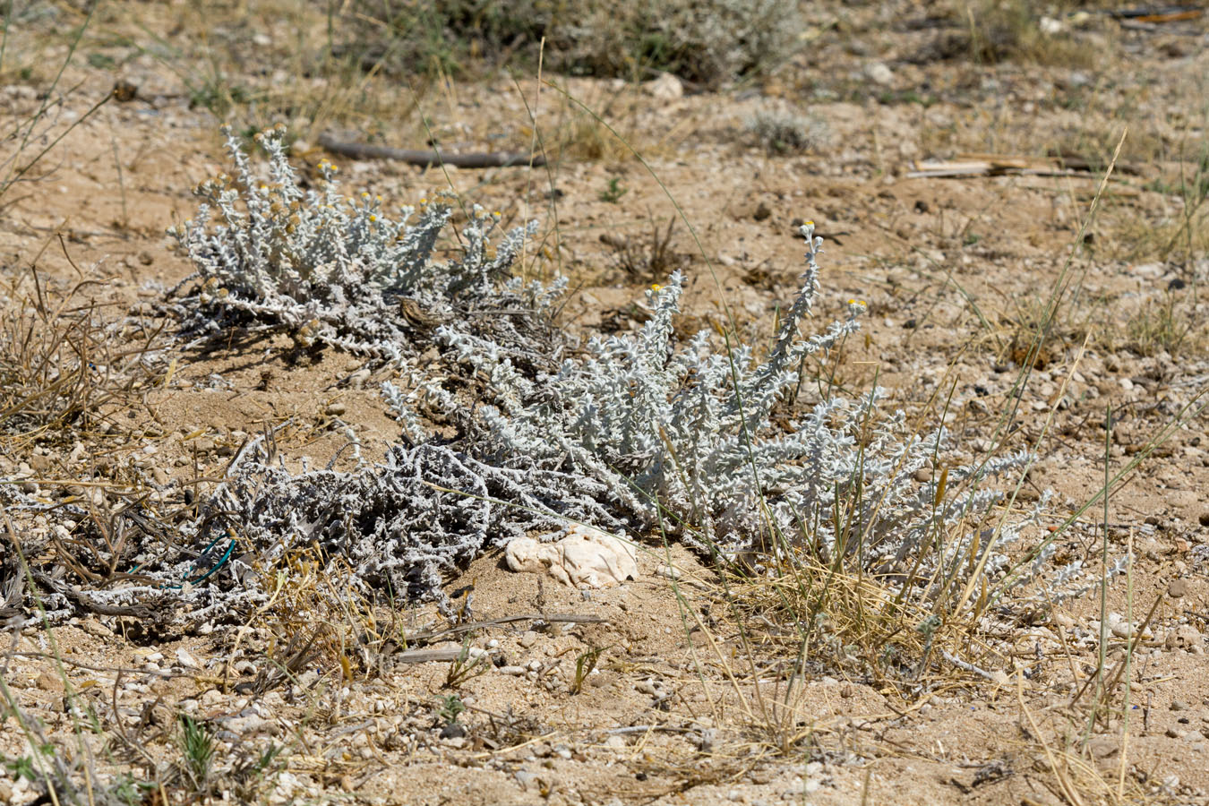 Image of Otanthus maritimus specimen.