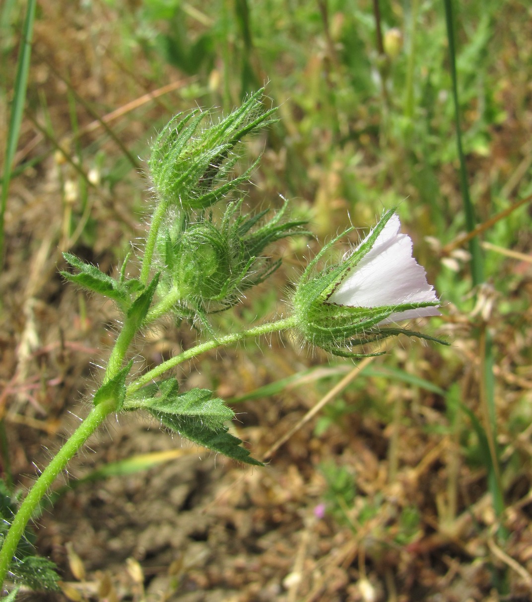 Image of Malva setigera specimen.