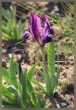 Iris pumila