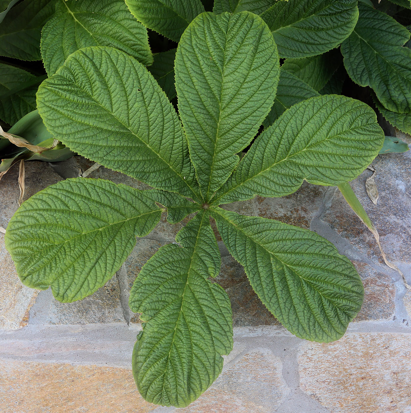 Изображение особи Rodgersia aesculifolia.