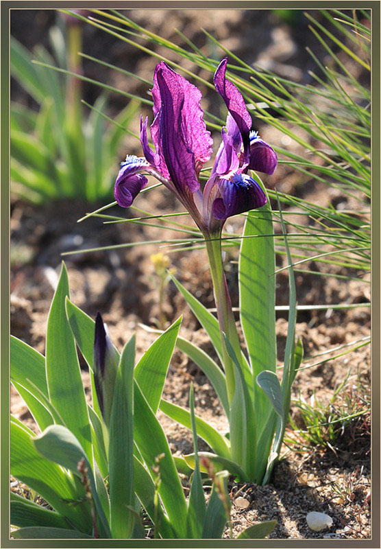 Image of Iris pumila specimen.