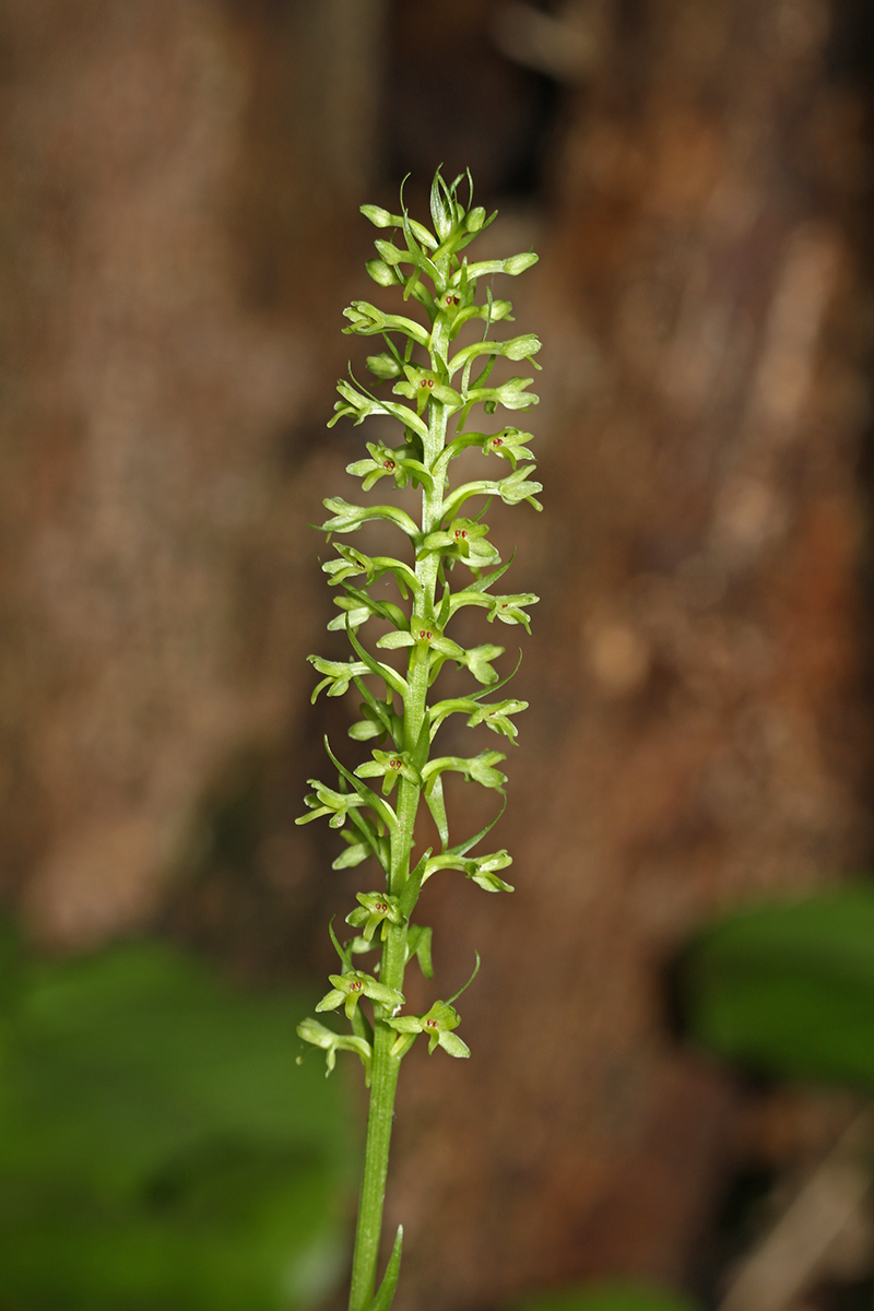 Image of Tulotis fuscescens specimen.