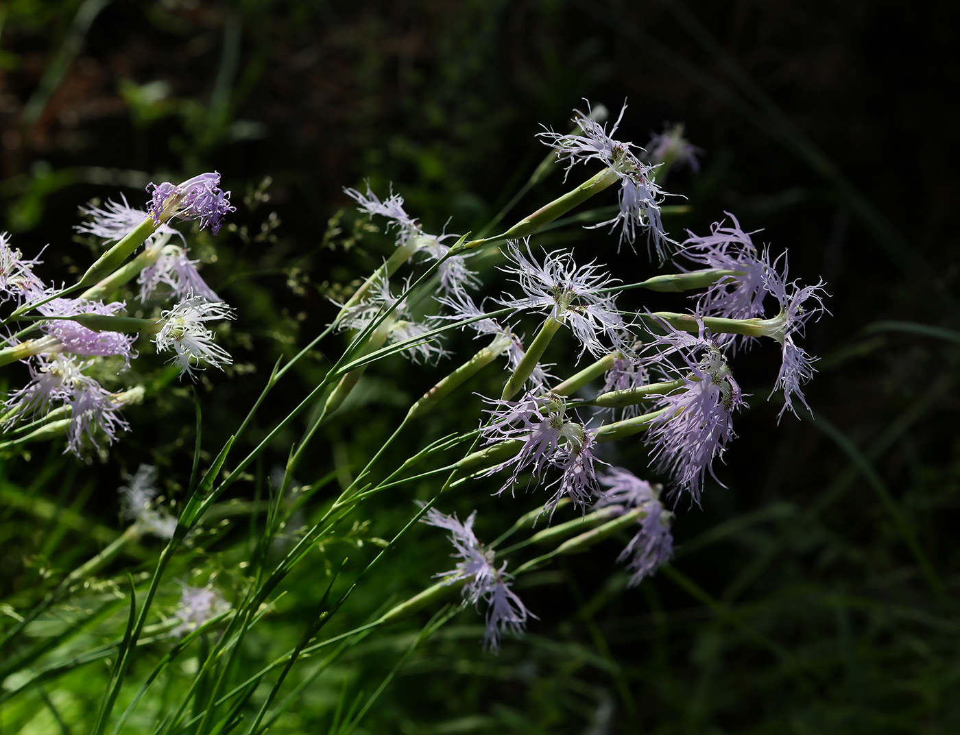 Изображение особи Dianthus superbus.