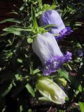 Campanula medium